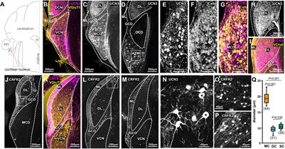 Expression Patterns of the Neuropeptide Urocortin 3 and Its Receptor CRFR2 in the Mouse Central Auditory System